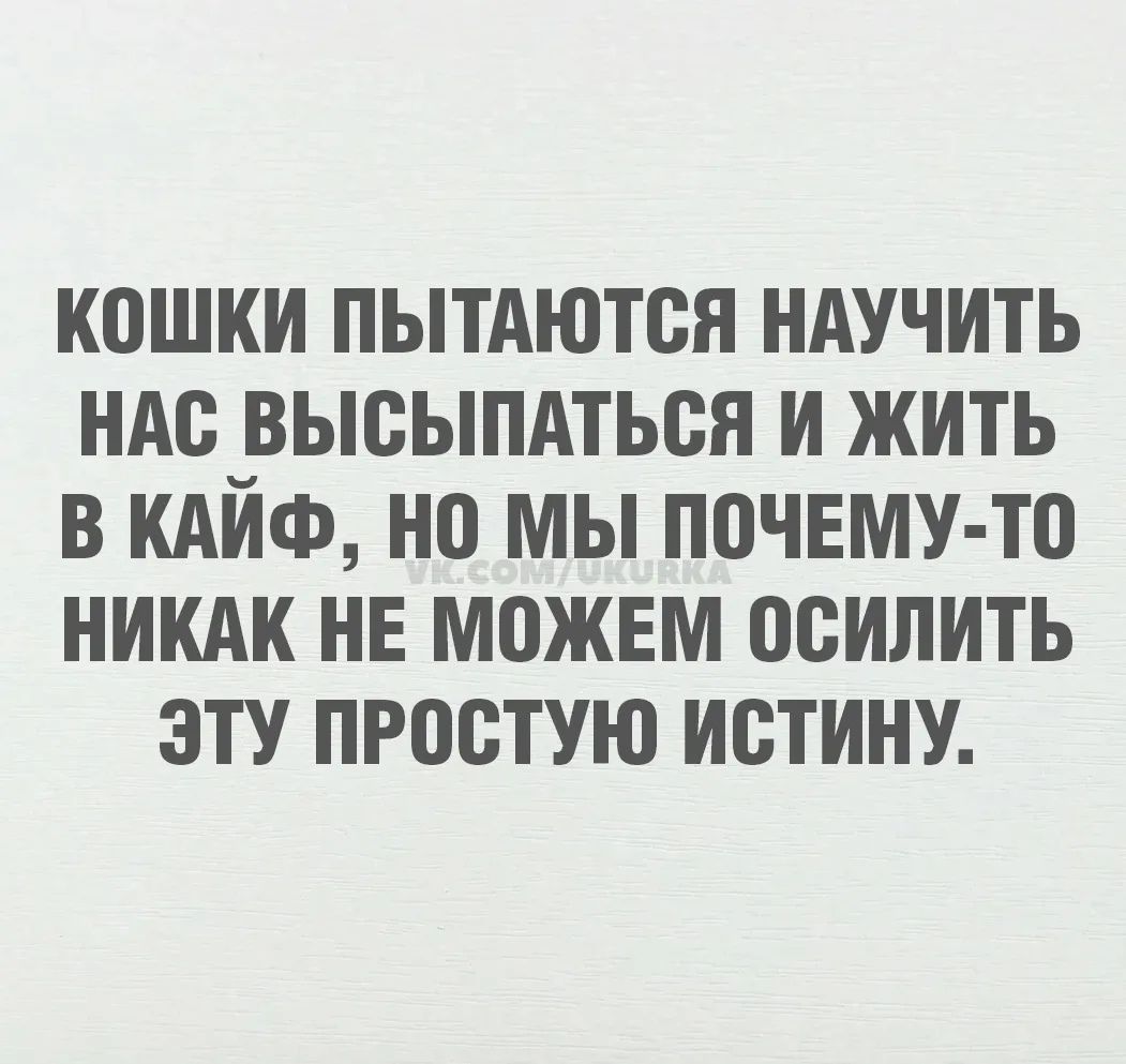 Кошки пытаются научить нас высыпаться и жить в кайф, но мы почему-то никак не можем осилить эту простую истину.