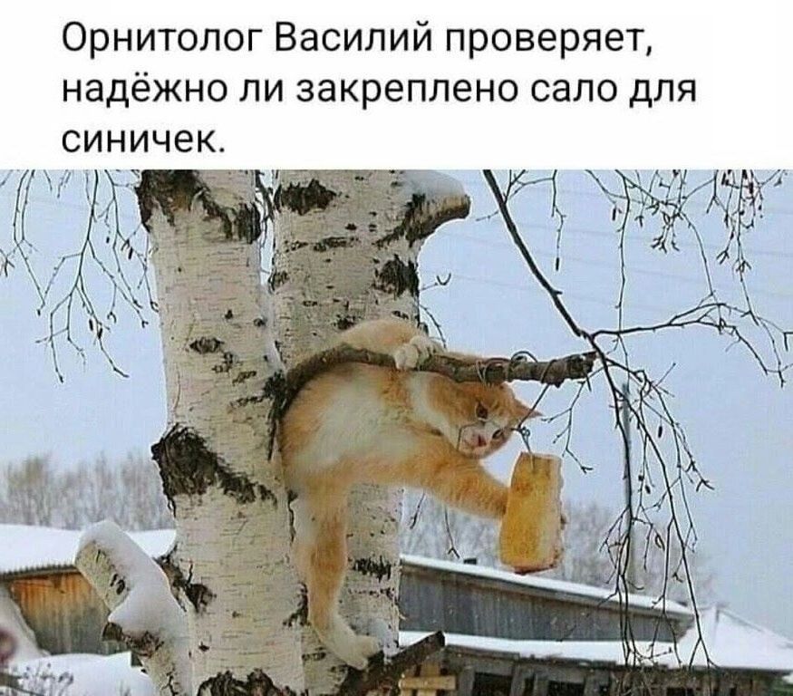 Орнитолог Василий проверяет, надёжно ли закреплено сало для синичек.