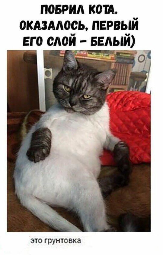 ПОБРИЛ КОТА. ОКАЗАЛОСЬ, ПЕРВЫЙ ЕГО СЛОЙ - БЕЛЫЙ) Это грунтовка