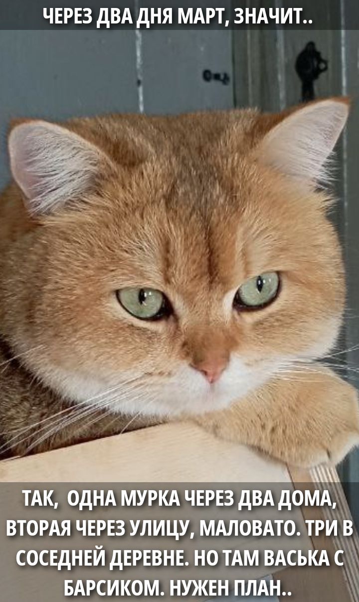 ЧЕРЕЗ ДВА ДНЯ МАРТ, ЗНАЧИТ..
ТАК, ОДНА МУРКА ЧЕРЕЗ ДВА ДОМА, ВТОРАЯ ЧЕРЕЗ УЛИЦУ, МАЛОВАТО. ТРИ В СОСЕДНЕЙ ДЕРВНЕ. НО ТАМ ВАСЬКА С БАРСИКОМ. НУЖЕН ПЛАН..