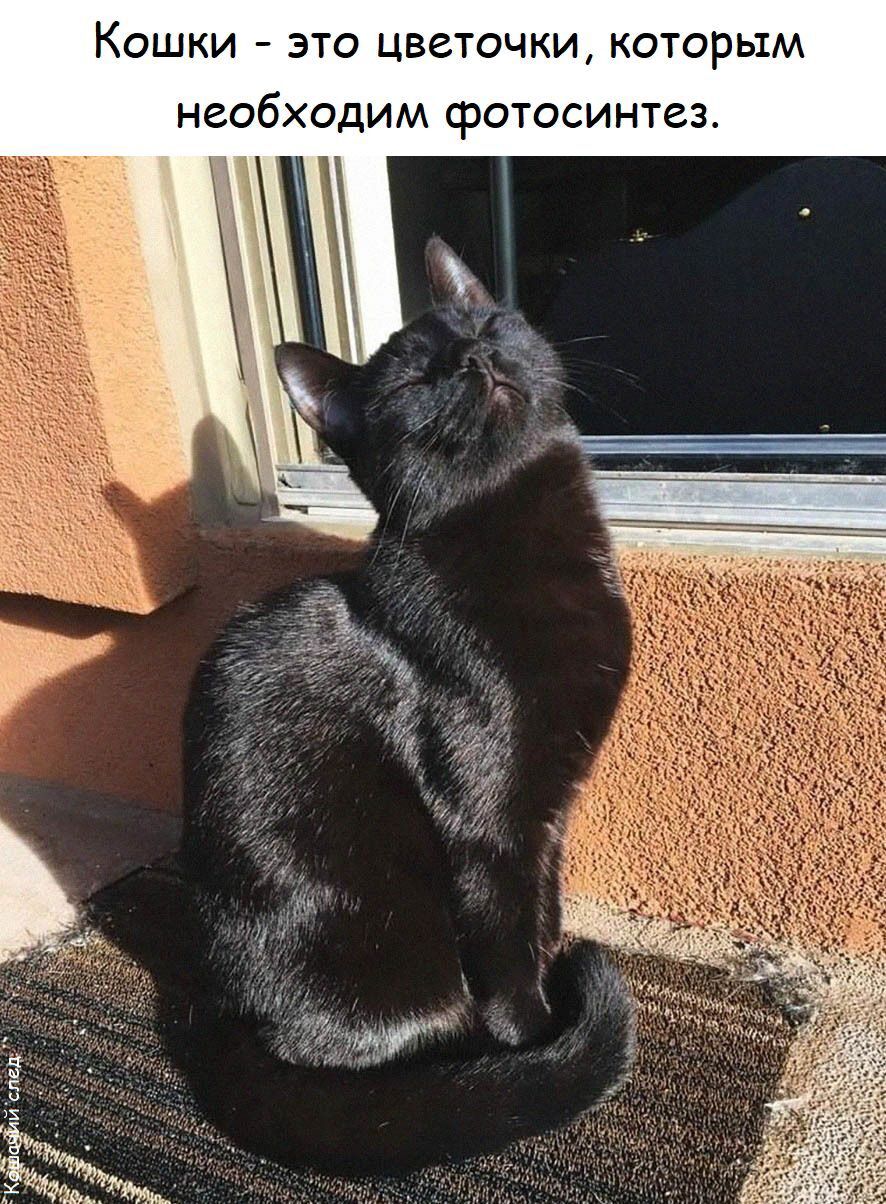 Кошки - это цветочки, которым необходим фотосинтез.