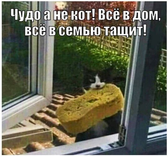 Чудо а не кот! Всё в дом, всё в семью тащит!