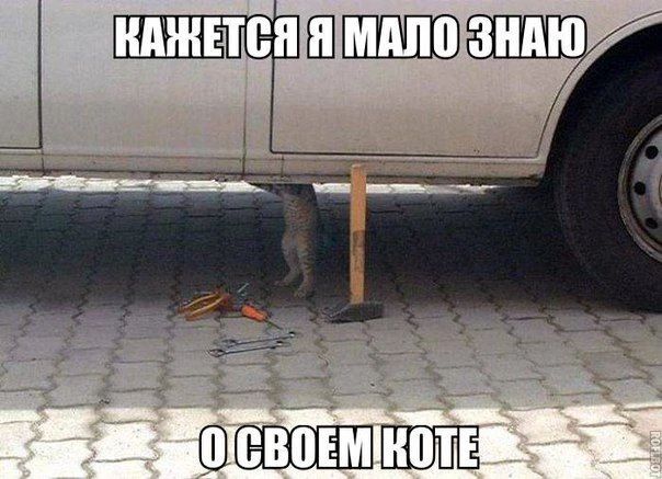 КАЖЕТСЯ Я МАЛО ЗНАЮ О СВОЕМ КОТЕ