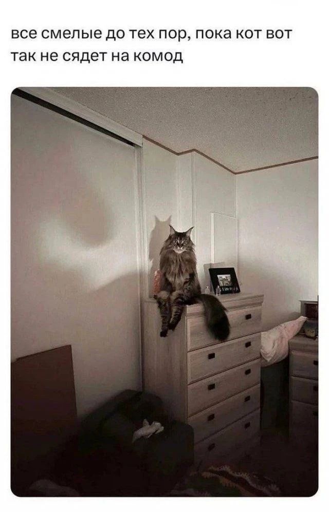 все смелые до тех пор, пока кот вот так не сидет на комод