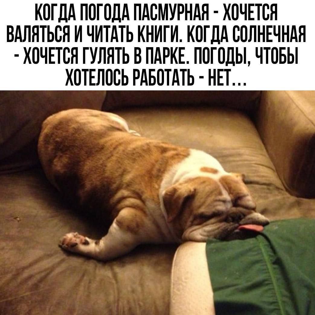 КОГДА ПОГОДА ПАСМУРНАЯ - ХОЧЕТСЯ ВАЛЯТЬСЯ И ЧИТАТЬ КНИГИ. КОГДА СОЛНЕЧНАЯ - ХОЧЕТСЯ ГУЛЯТЬ В ПАРКЕ. ПОГОДЫ, ЧТОБЫ ХОТЕЛОСЬ РАБОТАТЬ - НЕТ …