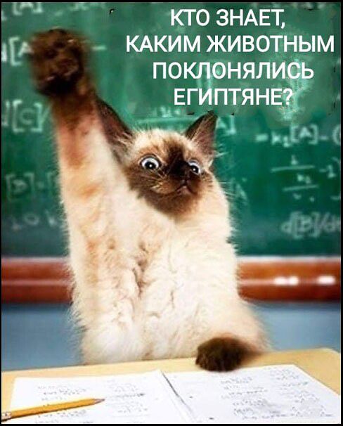 КТО ЗНАЕТ, КАКИМ ЖИВОТНЫМ ПОКЛОНЯЛИСЬ ЕГИПТЯНЕ?