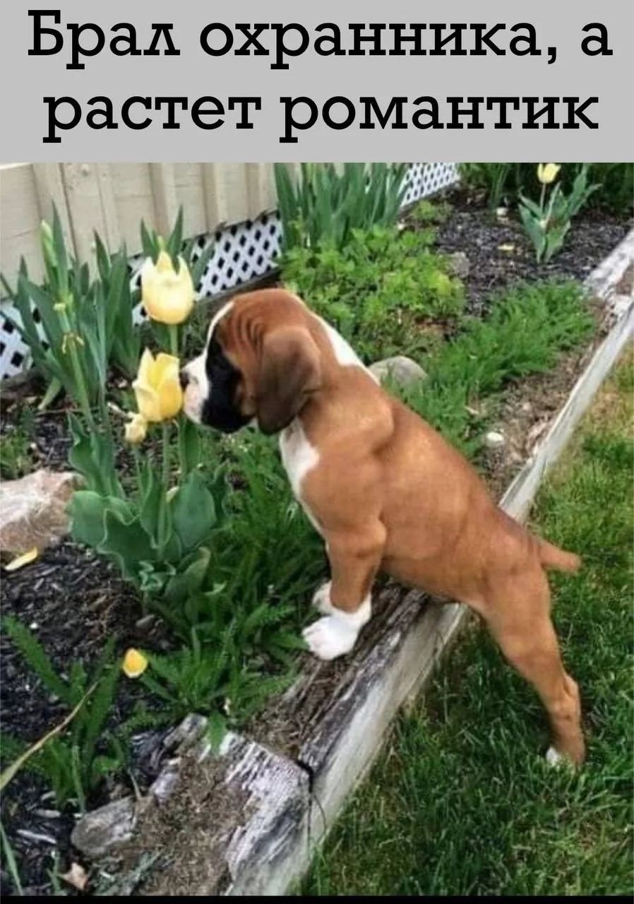 Брал охранника, а растет романтик