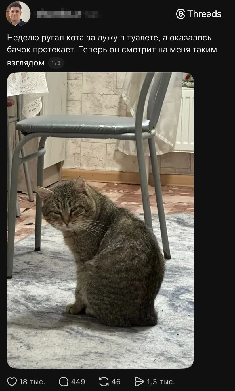 Неделю ругал кота за лужу в туалете, а оказалось бачок протекает. Теперь он смотрит на меня таким взглядом