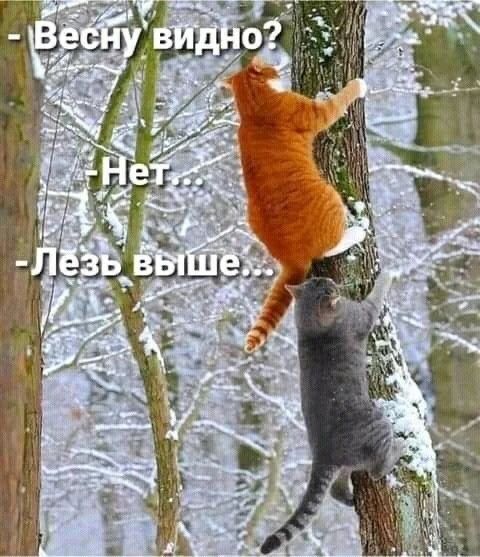 -Весну видно? -Нет... -Лезь выше...