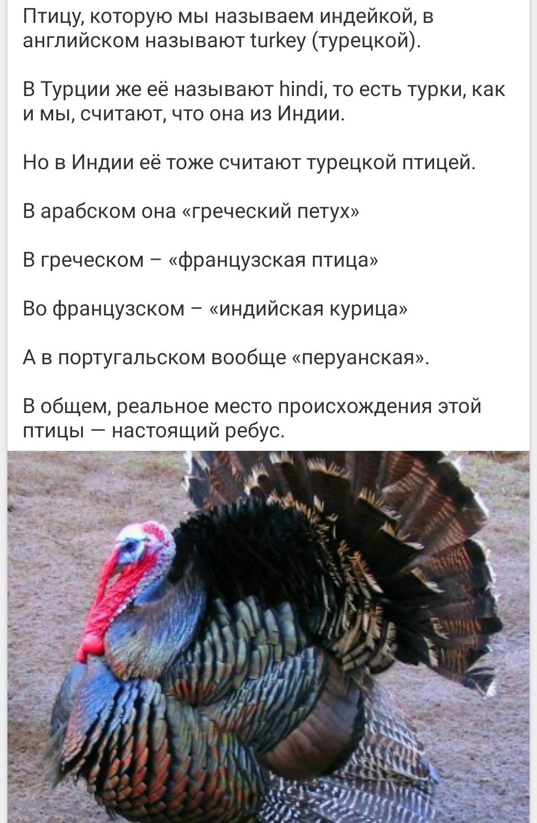 Птицу, которую мы называем индейкой, в английском называют turkey (турецкой).
В Турции же её называют hindi, то есть турки, как и мы, считают, что она из Индии.
Но в Индии её тоже считают турецкой птицей.
В арабском она «греческий петух»
В греческом – «французская птица»
Во французском – «индийская курица»
А в португальском вообще «перуанская».
В о