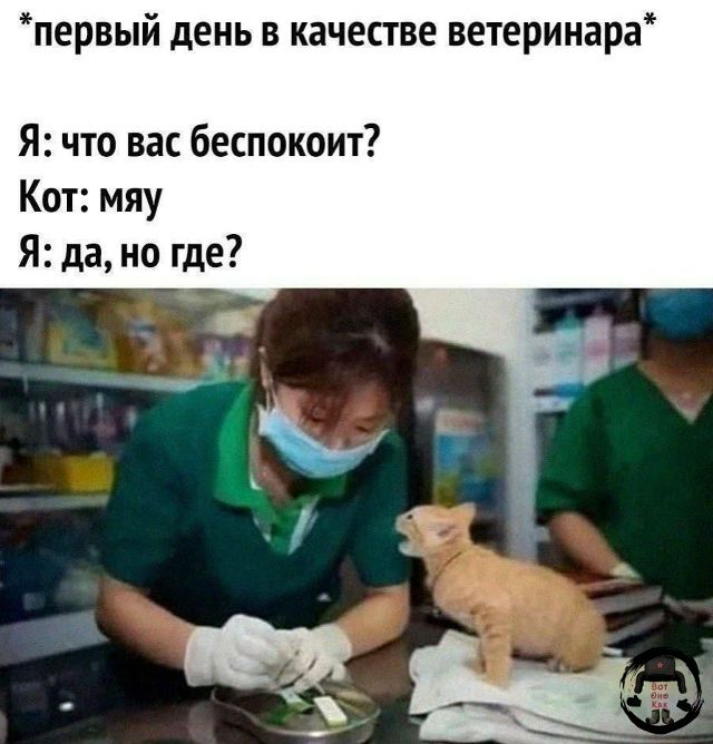 *первый день в качестве ветеринара*

Я: что вас беспокоит?
Кот: мяу
Я: да, но где?