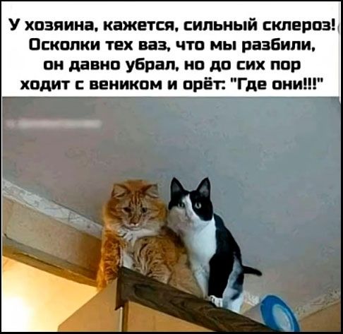 У хозяина, кажется, сильный склероз! Осколки тех ваз, что мы разбили, он давно убрал, но до сих пор ходит с веником и орёт: 