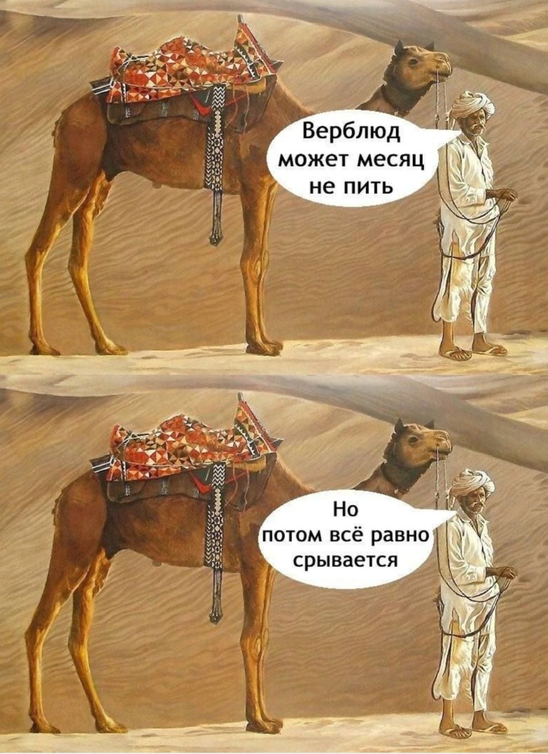 Верблюд может месяц не пить
Но потом всё равно срывается