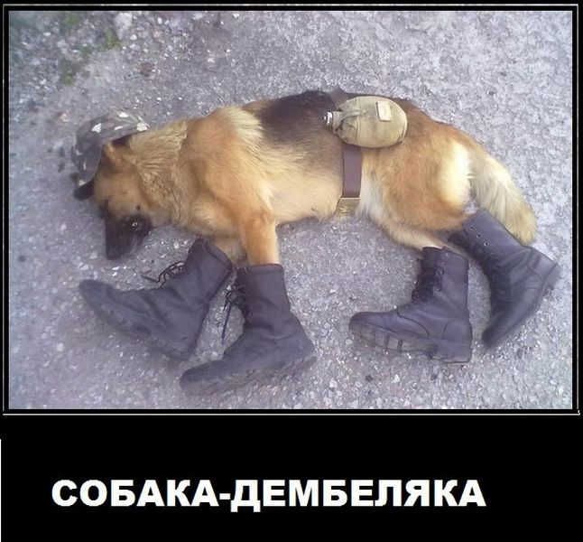 СОБАКА-ДЕМБЕЛЯКА