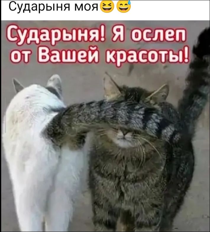 Сударыня моя 😆 😁
Сударыня! Я ослеп от Вашей красоты!