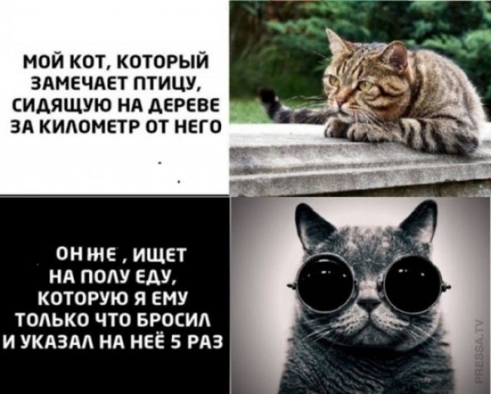 МОЙ КОТ, КОТОРЫЙ ЗАМЕЧАЕТ ПТИЦУ, СИДЯЩУЮ НА ДЕРЕВЕ ЗА КИЛОМЕТР ОТ НЕГО
ОН ЖЕ , ИЩЕТ НА ПОЛУ ЕДУ, ПОКОРУЮЮ Я ЕМУ ТОЛЬКО ЧТО БРОСИЛ И УКАЗАЛ НА НЕЁ 5 РАЗ