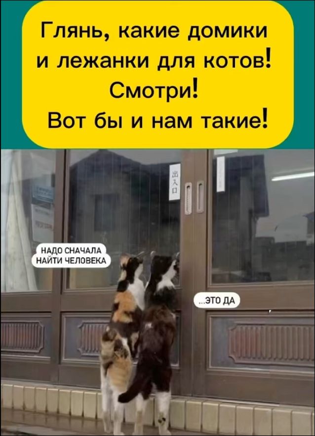 Глянь, какие домики и лежанки для котов! Смотри! Вот бы и нам такие!
Надо сначала найти человека
...это да