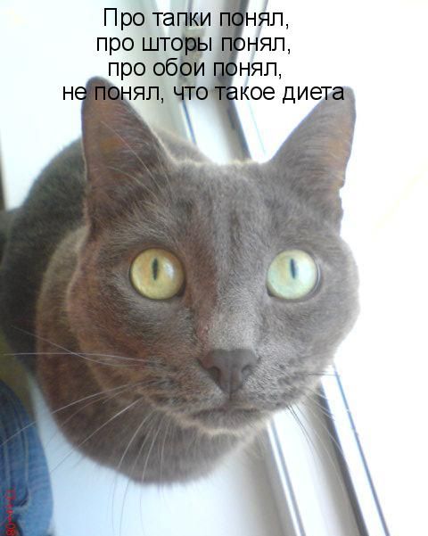 Про тапки понял,\nпро шторы понял,\nпро обои понял,\nне понял, что такое диета