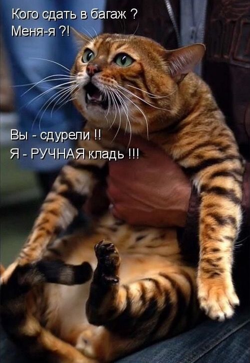 Кого сдать в багаж ? Меня-Я ?! Вы - здурели !! Я - РУЧНАЯ кладь !!!