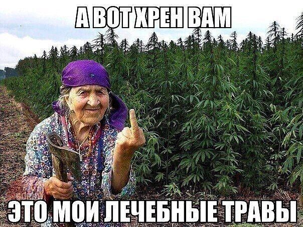 А вот хрен вам Это мои лечебные травы