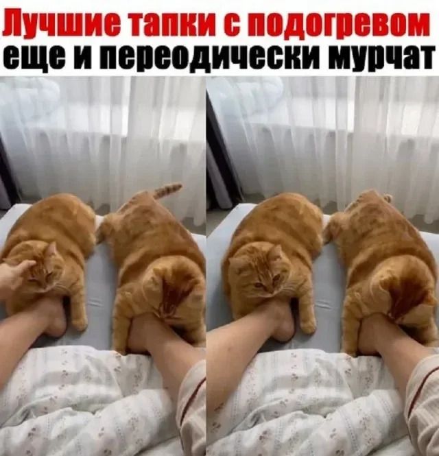 Лучшие лапки с подогревом еще и переодически мурчат