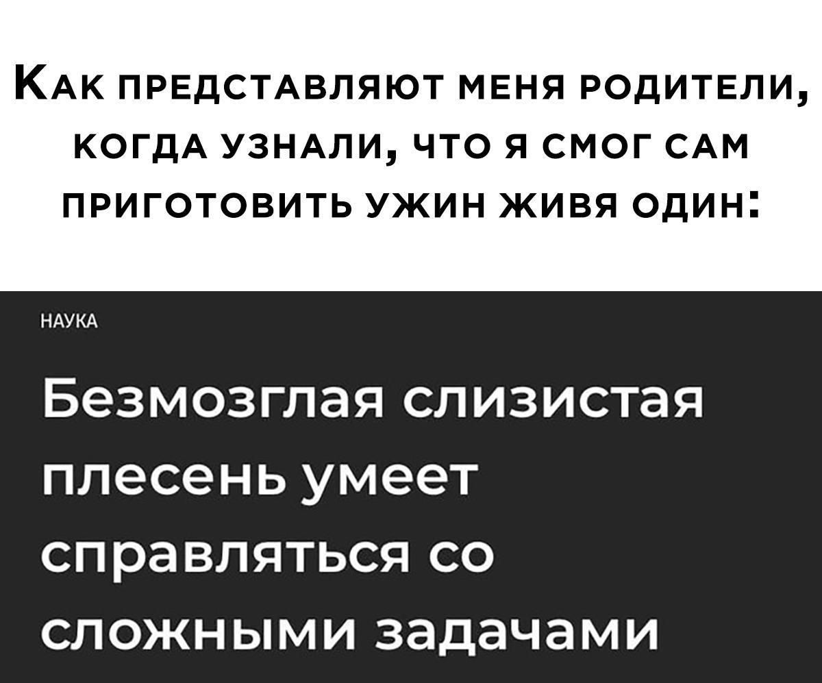 КАК ПРЕДСТАВЛЯЮТ МЕНЯ РОДИТЕЛИ, КОГДА УЗНАЛИ, ЧТО Я СМОГ САМ ПРИГОТОВАТЬ УЖИН ЖИВЯ ОДИН:\n\nНАУКА\nБезмозглая слизистая плесень умеет справляться со сложными задачами