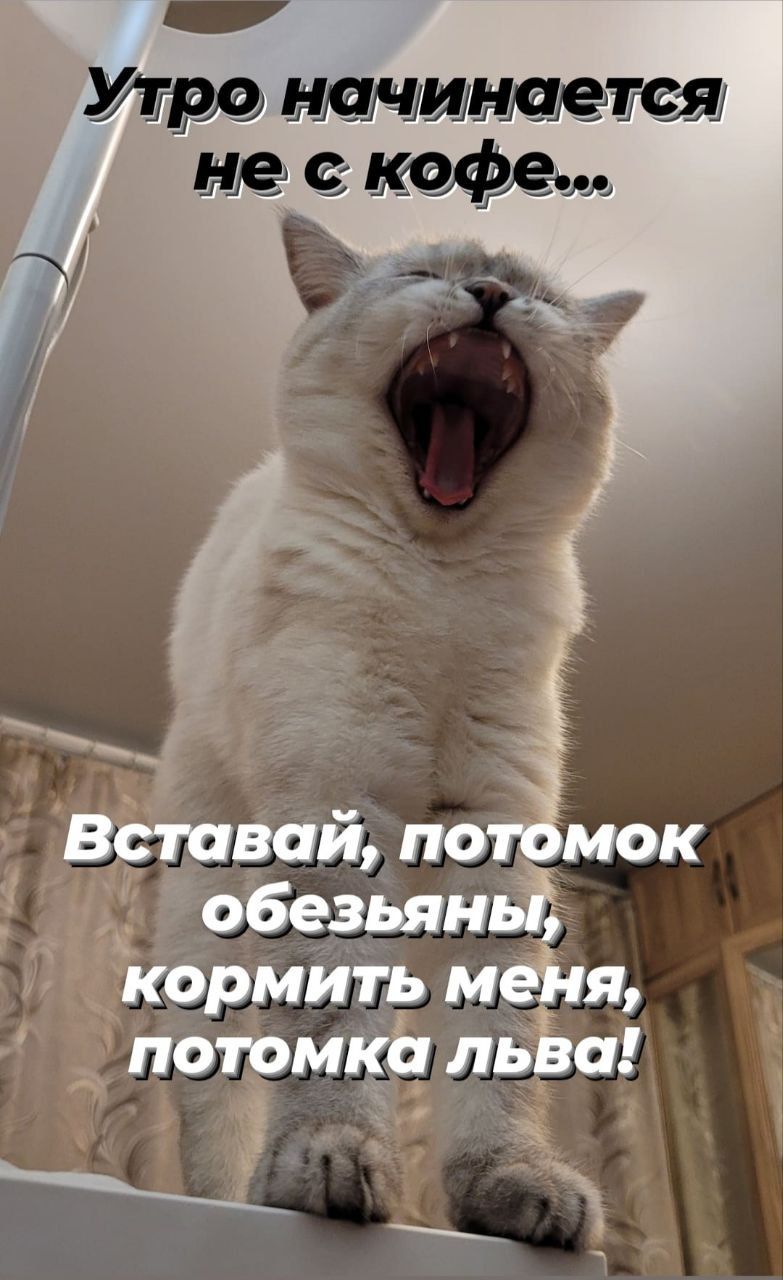 Утро начинается не с кофе...
Вставай, потомок обезьяны, кормить меня, потомка льва!