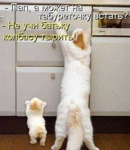 - Пап, а может на табуреточку встать?
- Не учи бабку колбасу тырить!