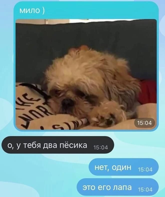 мило )
о, у тебя два пёсика
нет, один
это его лапа