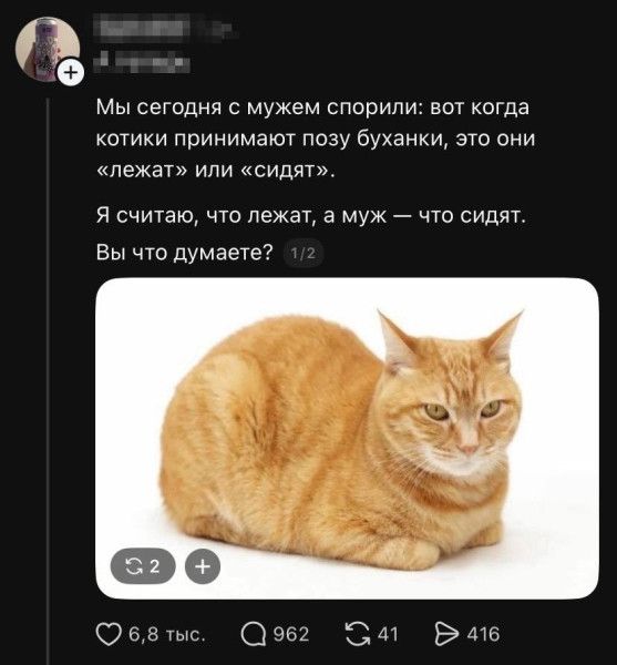 Мы сегодня с мужем спорили: вот когда котики принимают позу буханки, это они «лежат» или «сидят». Я считаю, что лежат, а муж — что сидят. Вы что думаете?