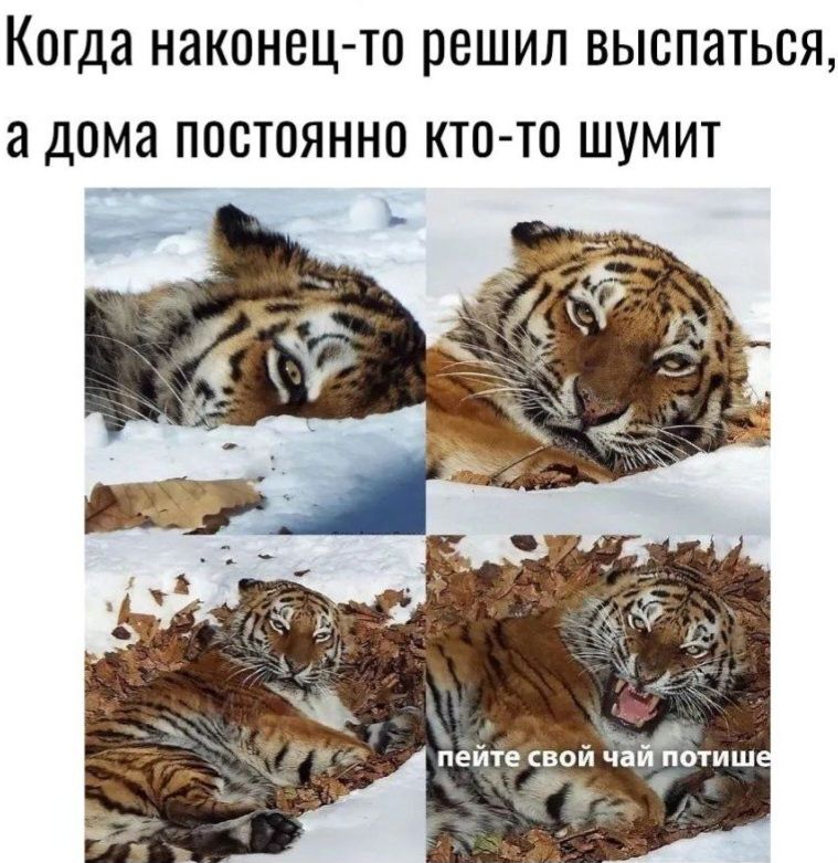 Когда наконец-то решил высыпаться, а дома постоянно кто-то шумит
пейте свой чай потише