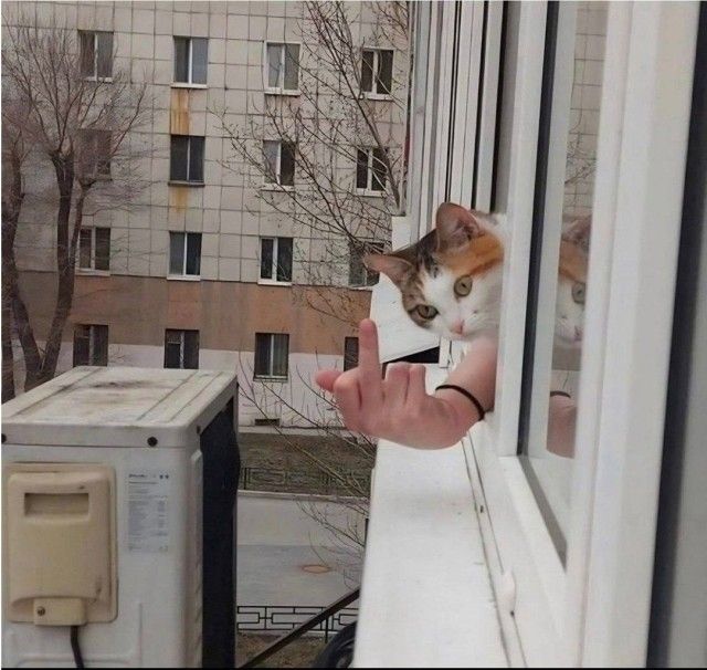 Кот выглядывает из окна и показывает middle finger (средний палец).