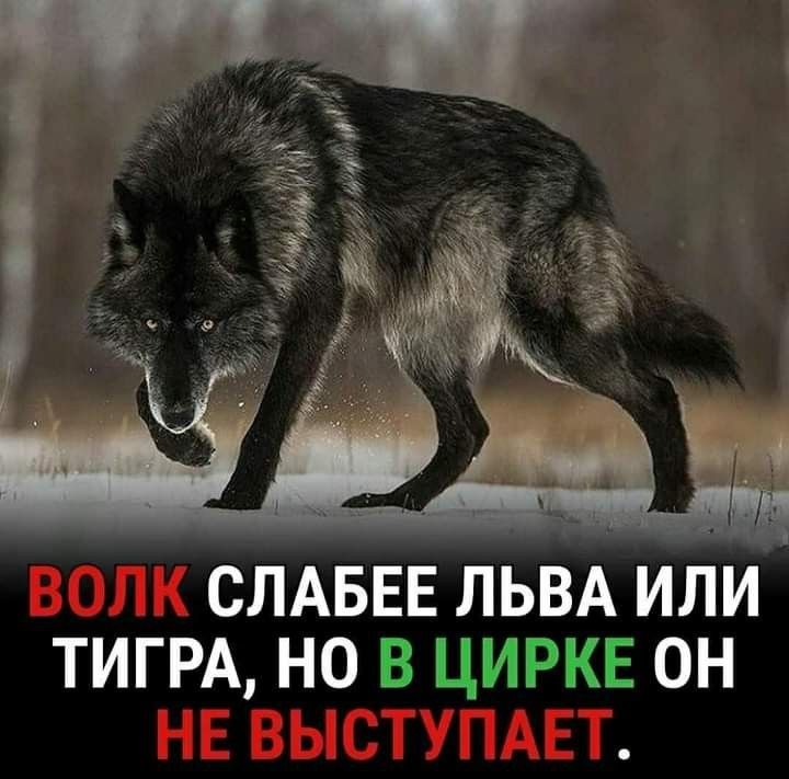 ВОЛК СЛАБЕЕ ЛЬВА ИЛИ ТИГРА, НО В ЦИРКЕ ОН НЕ ВЫСТУПАЕТ.