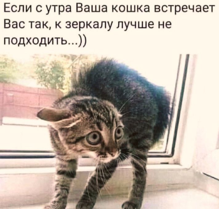 Если с утра Ваша кошка встречает Вас так, к зеркалу лучше не подходить...))