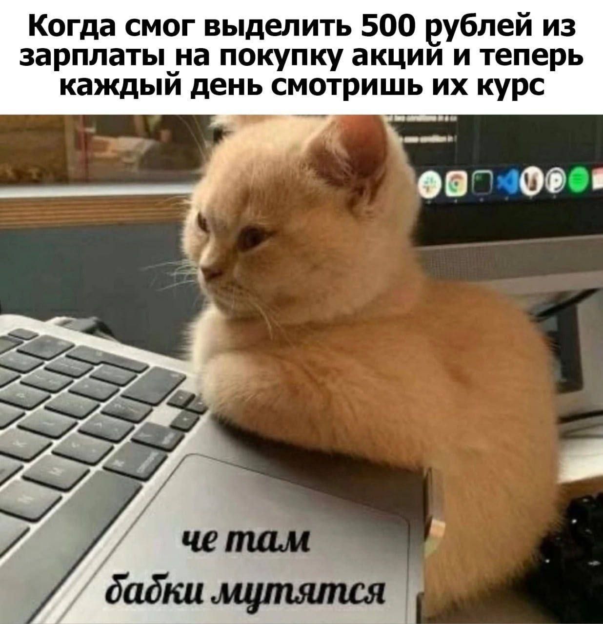 Когда смог выдать 500 рублей из зарплаты на покупку акций и теперь каждый день смотришь их курс
че там бабки мутятся