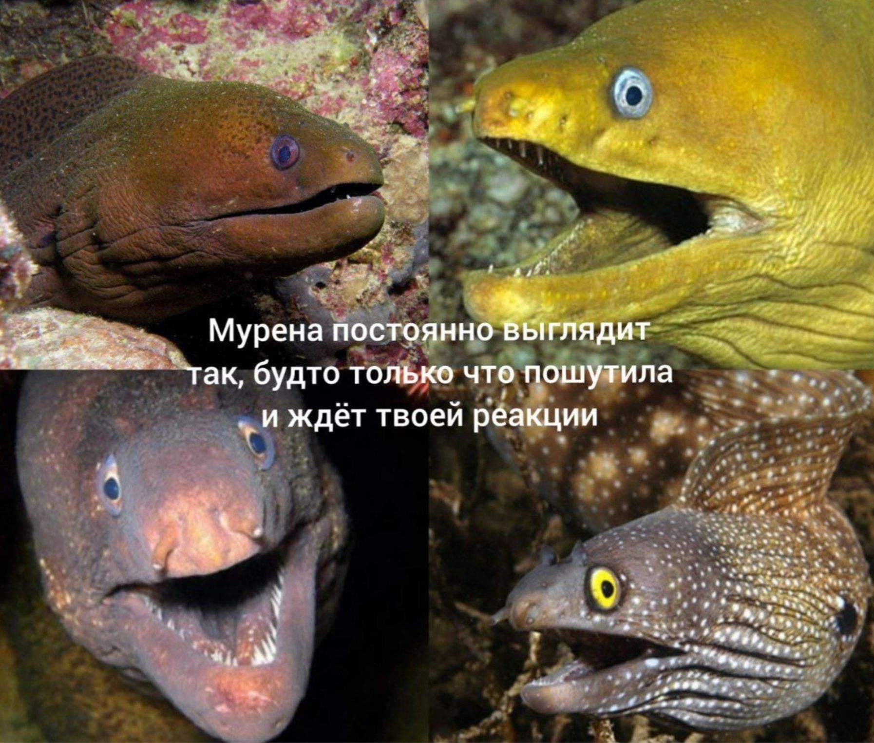 Мурена постоянно выглядит так, будто только что пошутила и ждёт твоей реакции