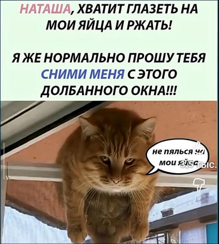 НАТАША, ХВАТИТ ГЛАЗЕТЬ НА МОИ ЯЙЦА И РЖАТЬ! Я ЖЕ НОРМАЛЬНО ПРОШУ ТЕБЯ СНИМИ МЕНЯ С ЭТОГО ДОБЛАННГО ОКНА!!!
(на разговоре в облачке) не пялся, мои яйца