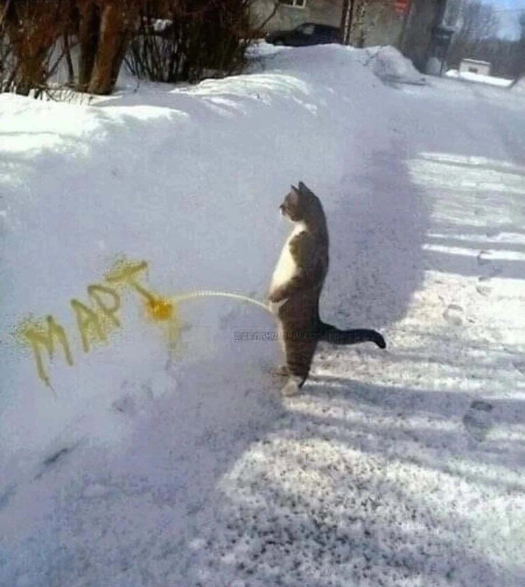 Кот на задних лапах в снегу, рядом распыляет жёлтую краску; на снегу виднеется надпись, похожая на слово «MAP».