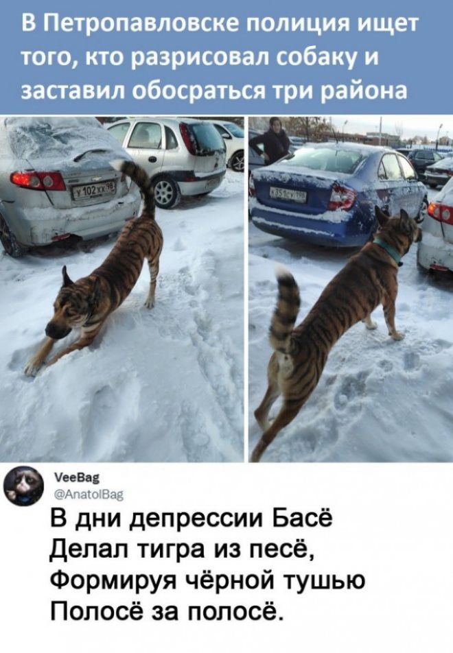 В Петропавловске полиция ищет того, кто разрисовал собаку и заставал обоссаться три района

[мем] В дни депрессии Басё Делал тигра из пёса, Формируя чёрной тушью Полосось за полосой.