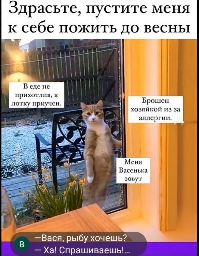Здрасьте, пустите меня к себе пожить до весны
В саде не прихотлив, к лотку приучен.
Брошен хозяйкой из-за аллергии.
Меня Васенька зовут
— Вася, рыбу хочешь?
— Ха! Спрашиваешь!...