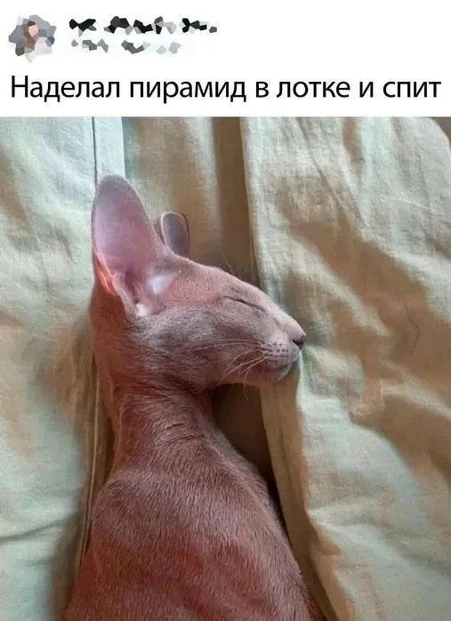Наделал пирамид в лотке и спит