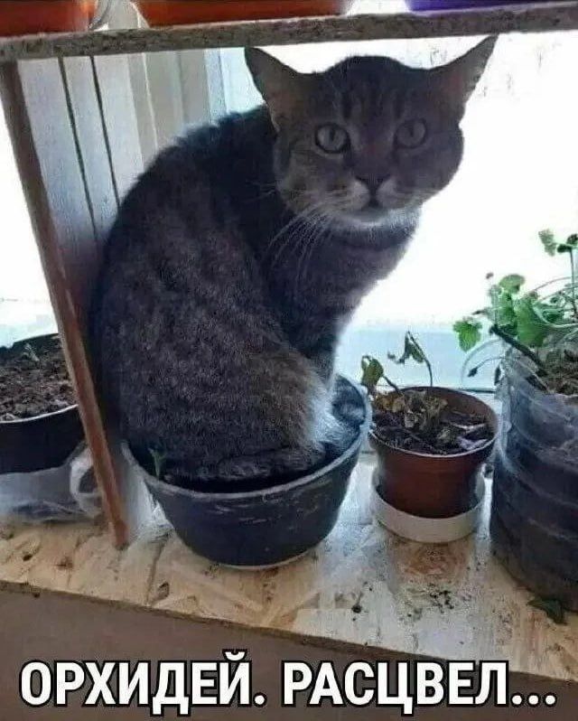 ОРХИДЕЙ. РАСЦВЕЛ...