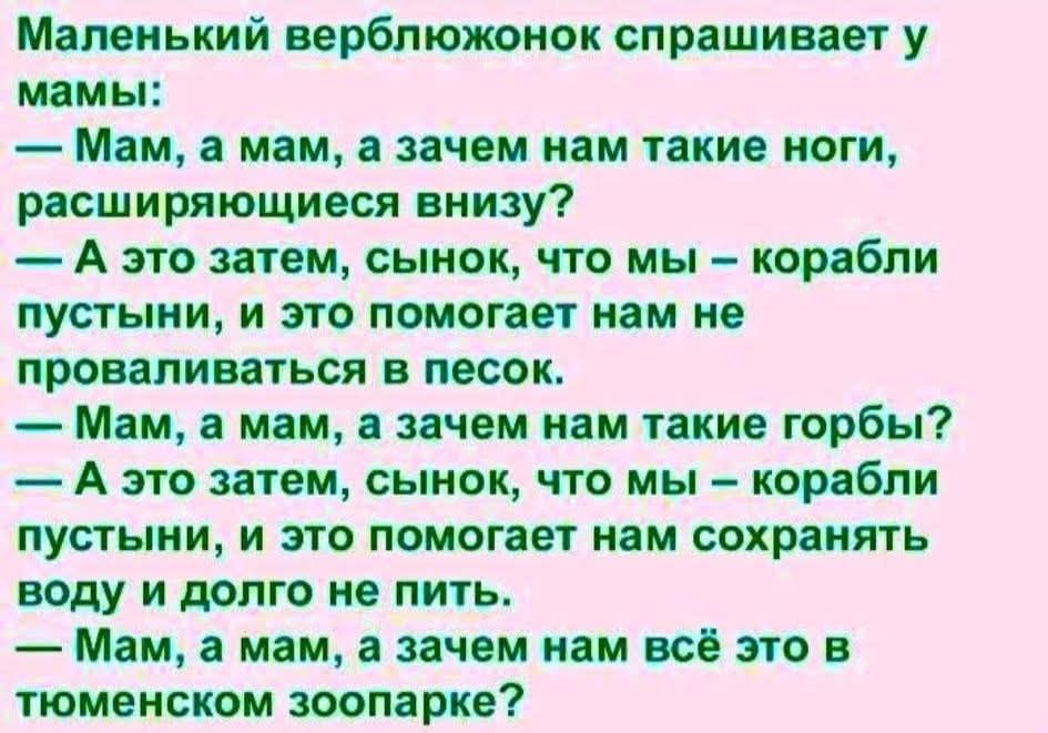 Маленький верблюжонок спрашивает у мамы:
— Мам, а мам, а зачем нам такие ноги, расширяющиеся снизу?
— А это затем, сынок, что мы — корабли пустыни, и это помогает нам не проваливаться в песок.
— Мам, а мам, а зачем нам такие горбы?
— А это затем, сынок, что мы — корабли пустыни, и это помогает нам сохранять воду и долго не пить.
— Мам, а мам, а зач