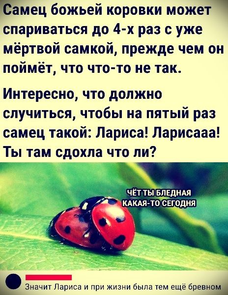 Самец божьей коровки может спариваться до 4-х раз с уже мёртвой самкой, прежде чем он поймёт, что что-то не так. Интересно, что должно случиться, чтобы на пятый раз самец такой: Лариса! Ларисааа! Ты там сдохла что ли?\n\nЧЁТ ТЫ БЛЕДНАЯ КАКАЯ-ТО СЕГОДНЯ\n\nЗначит Лариса и при жизни была тем ещё бревном