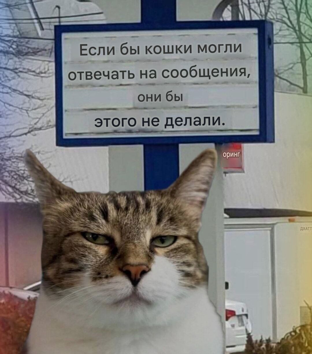 Если бы кошки могли отвечать на сообщения, они бы этого не делали.