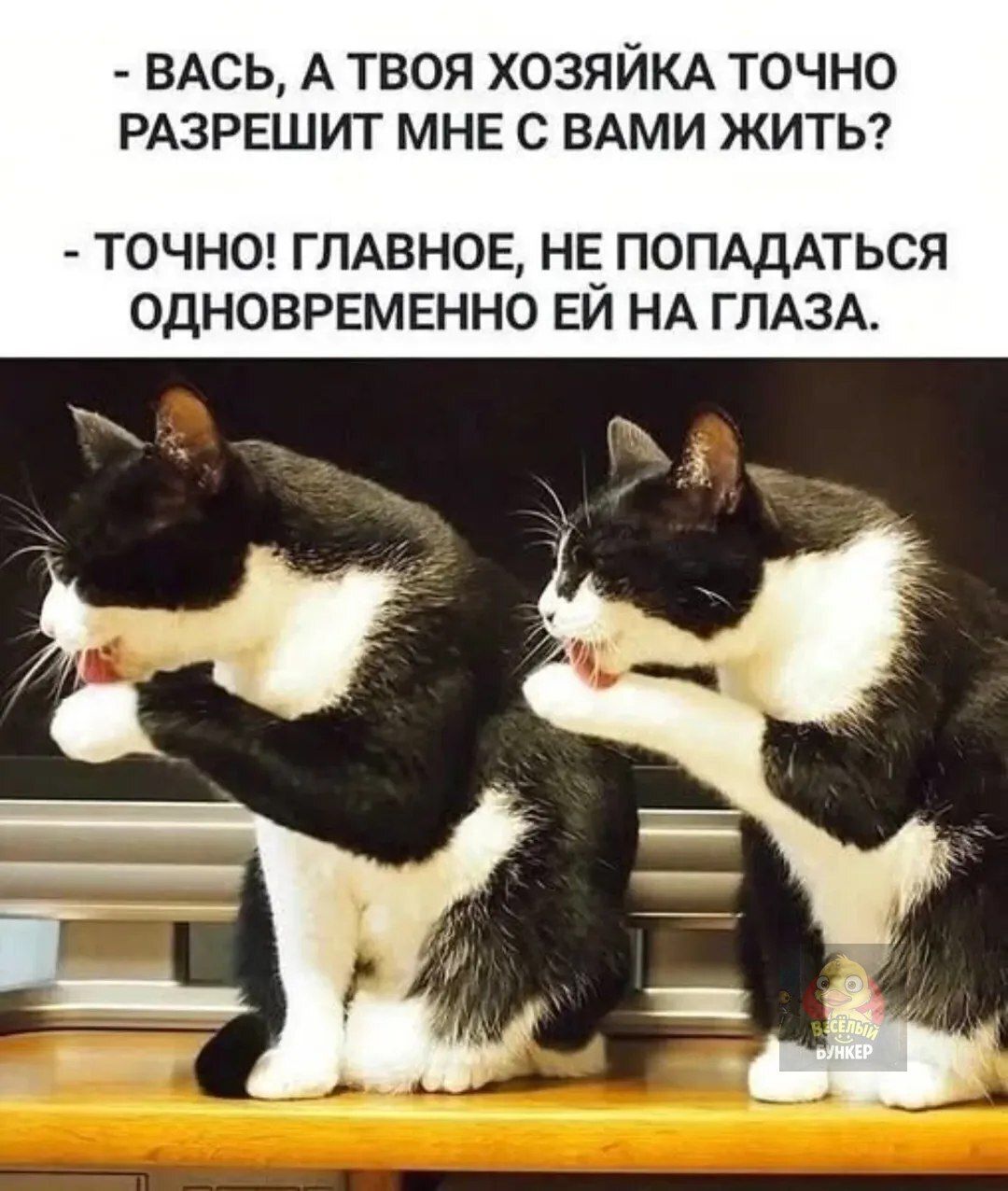 - Вась, а твоя хозяйка точно разрешит мне с вами жить?
- Точно! Главное, не попасться одновременно ей на глаза.