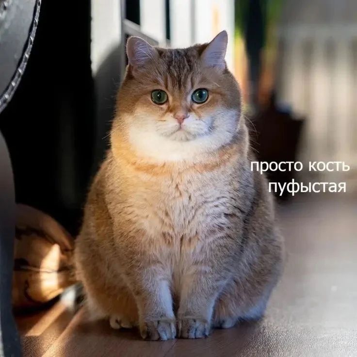 просто кость пушистая