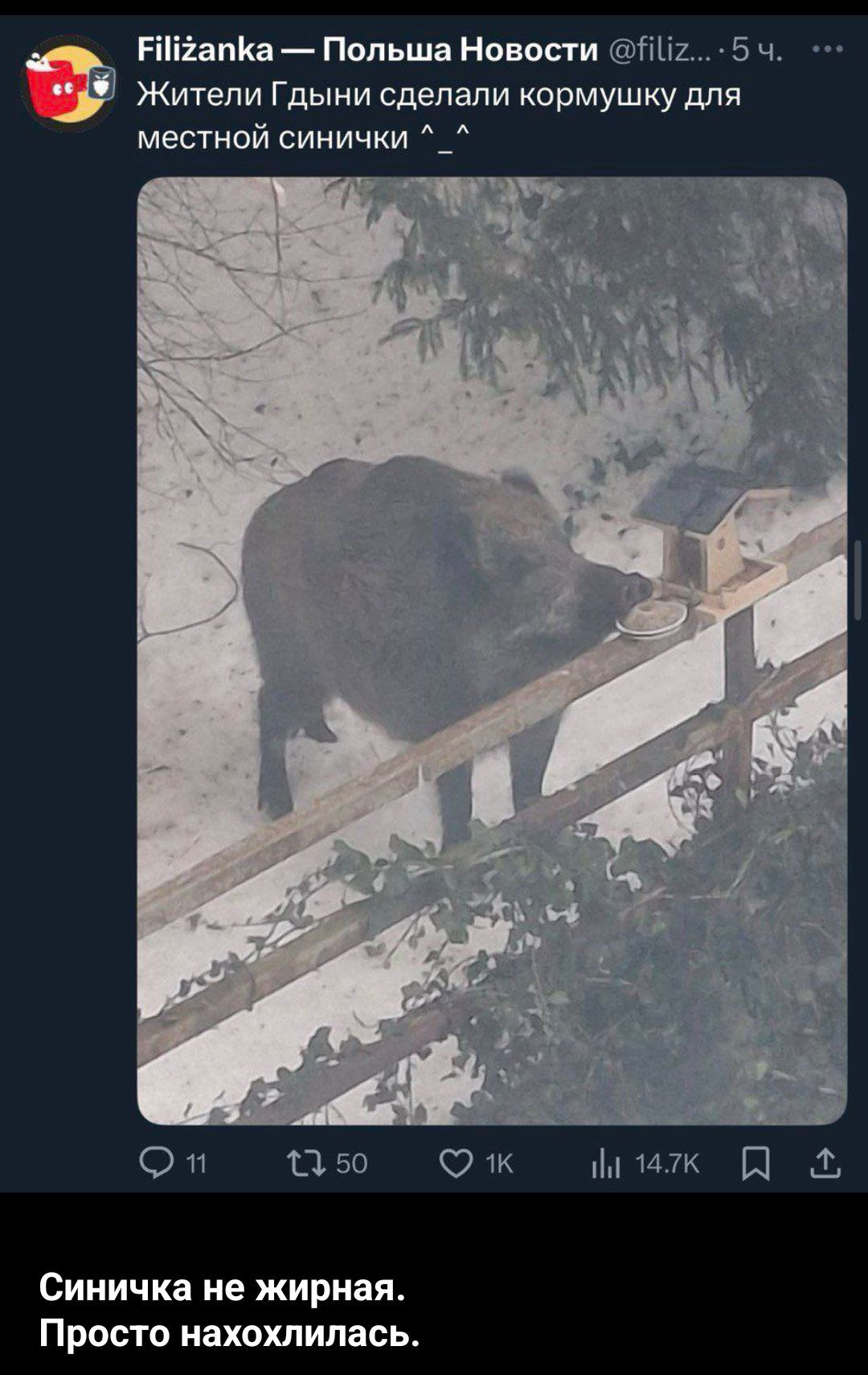 Жители Гдыни сделали кормушку для местной синнички ^_^\nСиничка не жирная. Просто нахохлилась.