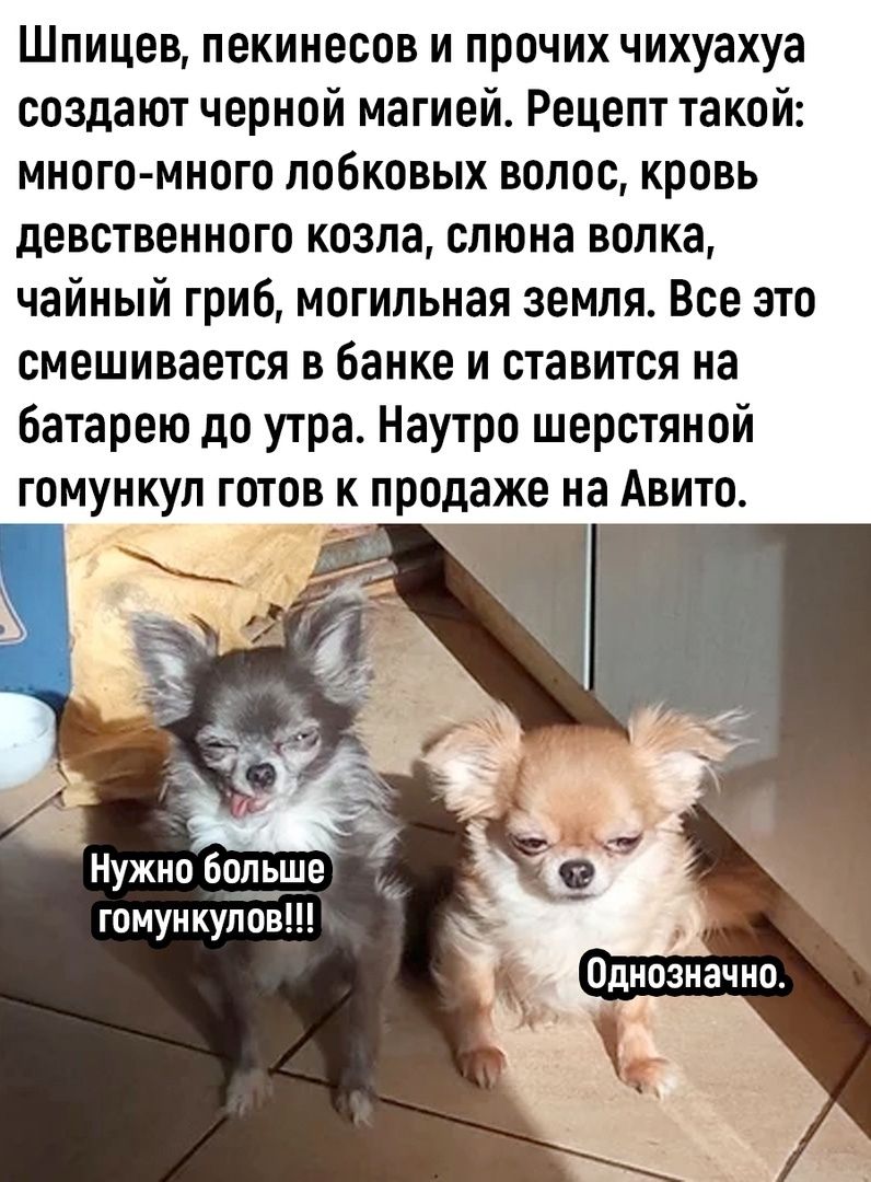 Шпицев, пекинесов и прочих чихуахуа создают черной магией. Рецепт такой: много-много лобковых волос, кровь девственого козла, слюна волка, чайный гриб, могильная земля. Все это смешивается в банке и ставится на батарею до утра. Наутро шерстью гомункул готов к продаже на Авито.