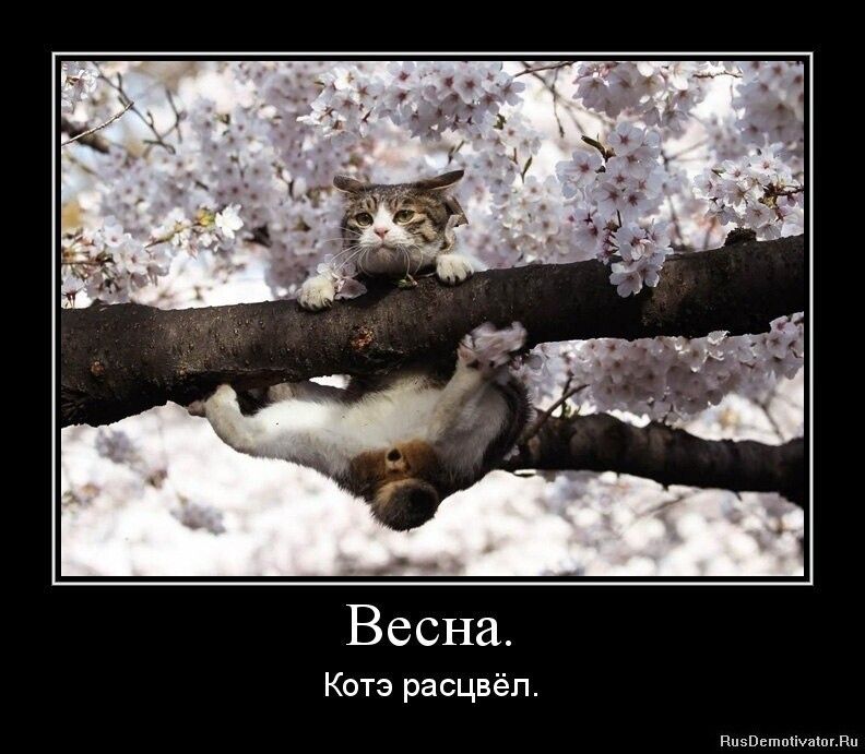 Весна.\nКотэ расцвёл.